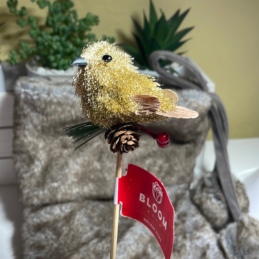 Holiday Pick of a beautiful Bird
